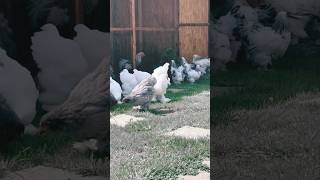 Brahma chicken 🐔🐓#ytfeedshorts #trendingshorts #shortsviral #brahmachicken #status #reels #animals