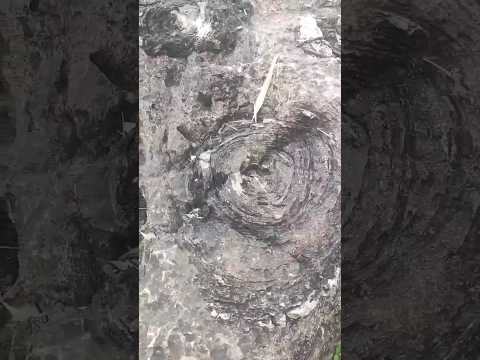 salkhan Fossils Park sonbhadra #fossils #fossildiscovery #youtubeshorts #ytshorts