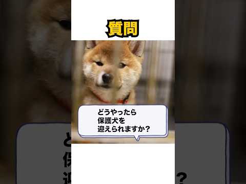 Q.どうしたら保護犬を飼えますか？