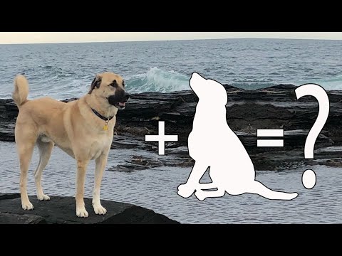 7 Anatolian Shepherd Mixes That You Never Know Existed