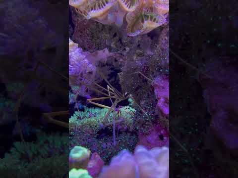 Aquarium MTP #00012 #aquarium #marinetank #reefaquarium #reef #update #tank #fishtank #coralreef