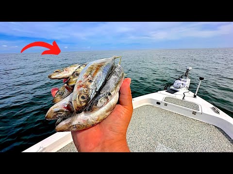 Fishing CUT! BAIT over these Gulf REEFS until our Arms were SORE!