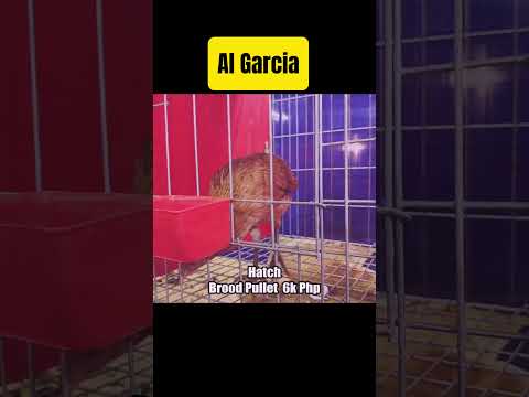 Hatch Pullet | Al Garcia #chicken