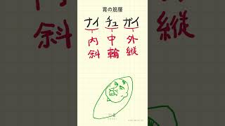 胃の筋層の語呂合わせ～20秒で国試対策～