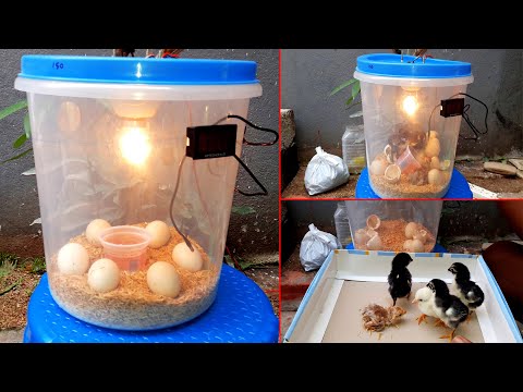 BEST EGG INCUBATOR | SMALL 6 EGG INCUBATOR | MINI INCUBATOR FOR CHICKEN EGGS