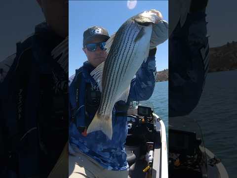 Striper Boils! #fishing #topwaterbass #stripedbassfishing #stripedbass #topwater #fishingreels #reel