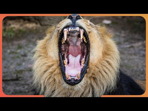 Grizzly Bears, Lions, and the Battle for Territory (4K Documentary)