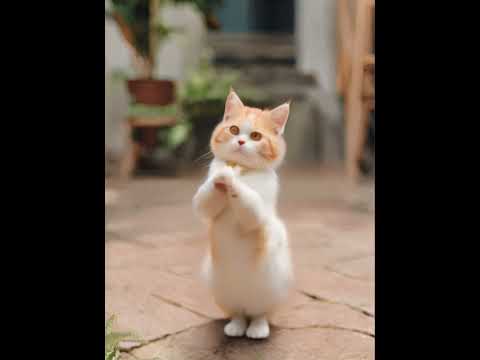 Crazy Cat Dancing ～😻❤️❤️ #catdance #shorts #cats