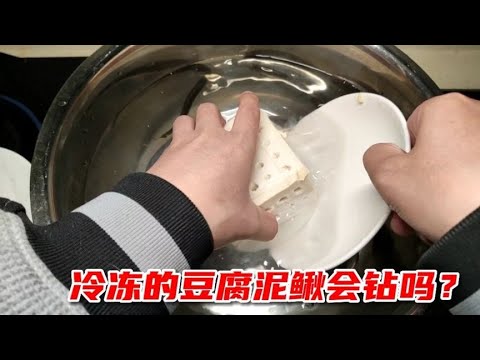 据说先把“豆腐冷冻”造成温差，泥鳅就会钻入豆腐！究竟是真是假