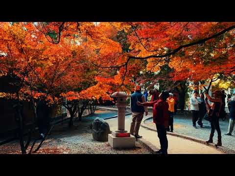 松盧 福壽山-楓紅(JEFF 4K video)-Fushoushan Songlu Fenghong Taiwan #jeff0007