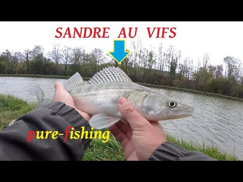 peche du brochet et du sandre au vif