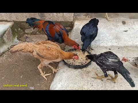 Reza Aseel Murga The Jewel of Traditional Poultry Farming