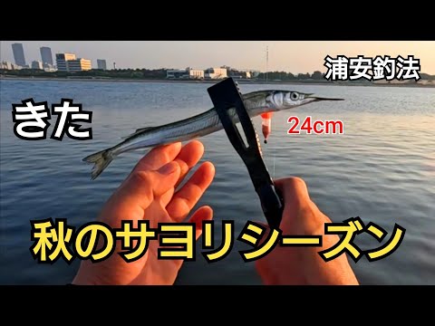 9月上旬またこの季節が来た！秋のサヨリシーズン、浦安釣法で奇跡の良型サヨリ！24cm