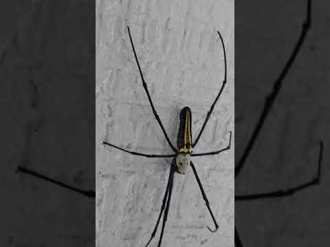 AMAZING SPIDER|BIG SPIDER|BANGALORE