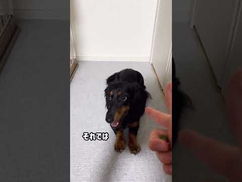 【光の速さ】これはセーフ？アウト？　#shorts #犬 #dog