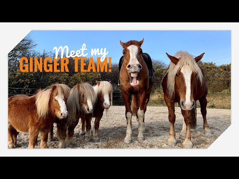 We have a new Draft horse! Meet my Ginger Team 🧡