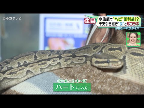 【伊勢シーパラダイス】水族館で“ヘビ”御利益！？ 干支引き継ぎ“辰”と珍コラボ