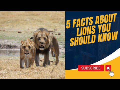 5 INTERESTING FACTS ABOUT LIONS THAT YOU SHOULD KNOW