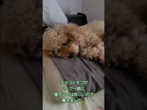 【犬との暮らし⠀】ふたり一緒に寝てるのは珍しすぎるので慌てた飼い主が驚きを隠せない！！