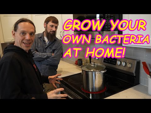 Grow Your Own Aquarium Bacteria at Home PNS Home Gro