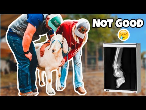 Can the VET save her leg?