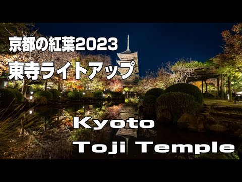 京都の紅葉2023　東寺ライトアップ　Kyoto Toji Temple Autumn Leaves Right Up