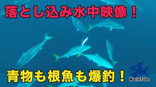 落とし込み釣り仕掛けにGoProつけて撮影してみたら・・・イワシにブリ、マハタ、キジハタが襲いかかる！