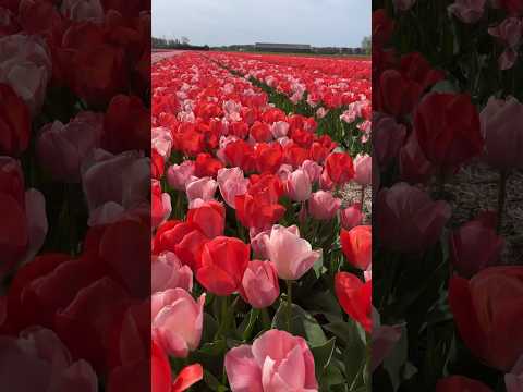 Tulips #flowers #springflowers #nature #relaxingmusic #relaxing #music #travel #travelvlog #trending