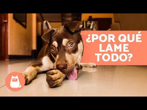 ¿Por qué Mi PERRO LAME TODO desesperadamente? 🐶👅 (6 Causas del Lamido Excesivo en Perros)