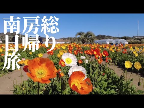 春を先取り　南房総日帰り旅