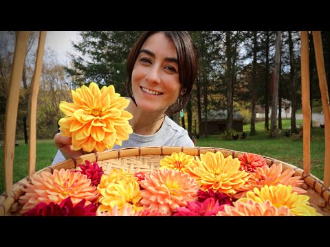 Upcoming Honeystead News & Saving Dahlias for the Winter Blues!