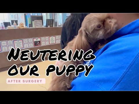 Our Puppy Gets Neutered | Recovering After Surgery