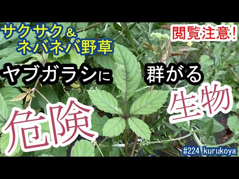 【要注意！】美味い野草、ヤブガラシ。この時期に要注意な危険生物！！採取や雑草駆除の際のご参考に。Cayratia japonica #野草 #ヤブガラシ#ネバネバ野草#雑草駆除#危険生物#モロヘイヤ