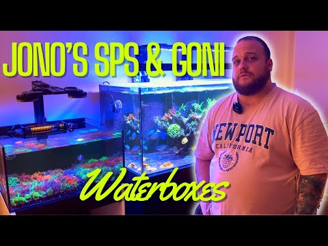 Jono's SPS and Goni Waterboxes