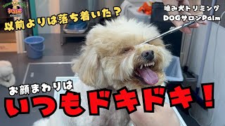 長期のお休みごめんなさい！ポメプーの噛み犬トリミング！！