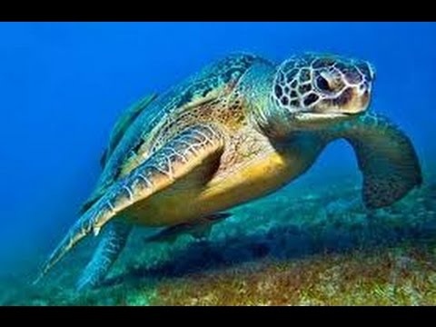 Sea Turtles Documentary HD- Turtle documentary film