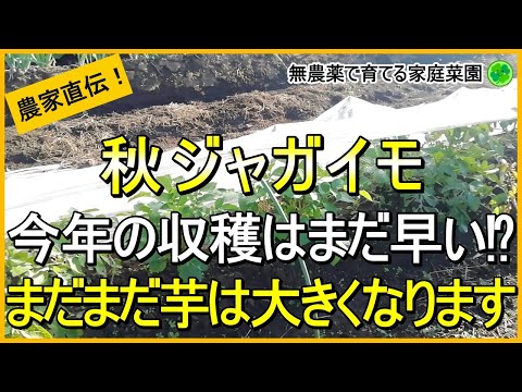 【秋ジャガイモ】損をしない収穫のタイミングと長期保存のコツ【有機農家直伝！無農薬で育てる家庭菜園】　24/12/10