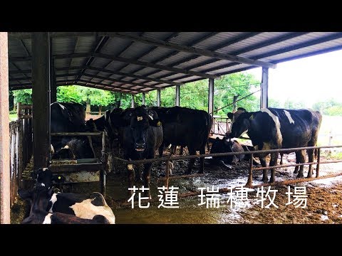 花蓮 瑞穗牧場 香醇鮮奶大口喝