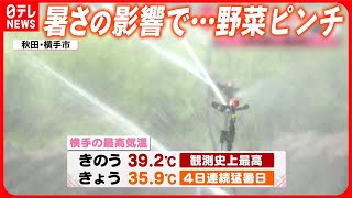 【きょうの1日】9月も真夏日スタート…都心で今年“71日目”  異例の暑さで野菜ピンチ