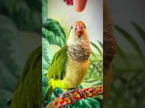 Parrots के बारे में ये बातें आपको नहीं पता होंगी