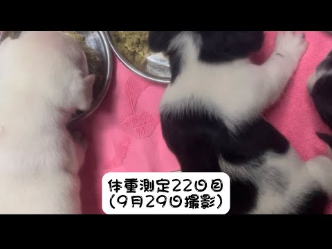 【フレンチブルドッグ】【ブルドッグ】子犬ちゃんたち離乳に入りましたっ⭐️🐶　　離乳の様子と体重測定の様子をお見せします！