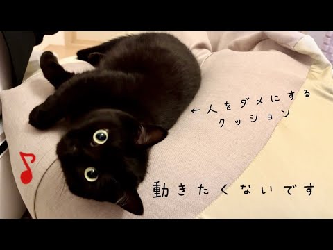 人をだめにするクッションがお気に入りすぎる黒猫