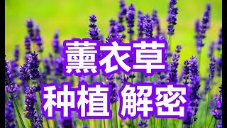 薰衣草种植解密，授课解密薰衣草，购买薰衣草，养护薰衣草