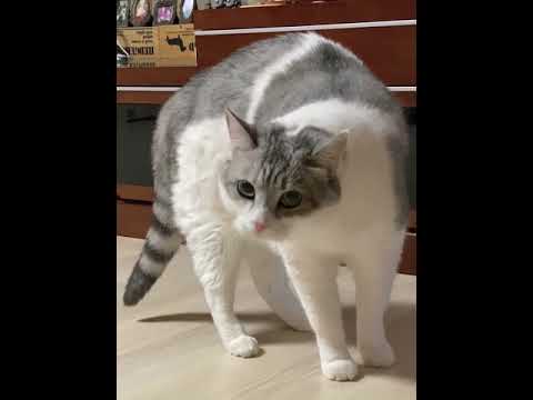 A cat gets suddenly angry after eating a bug!