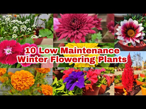 Top 10 Low Maintenance Winter Flowering Plants//कम देखभाल मे चलने बाले सर्दियों के फूल