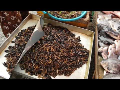 Edible Insects... A Mixed Bag