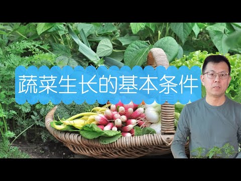 从花盆种葱谈蔬菜生长的基本条件：温度，光照，水分，养分，土壤