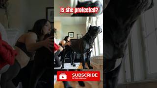 Cane Corso Protects Woman #canecorso #dog #crime #shorts