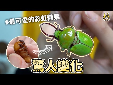 驚人轉變！加了彩虹糖色素的甲蟲！？【飼育屋】