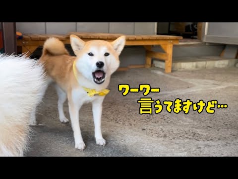 【犬語・音量注意】会話しているみたいにワーワー言うてる柴犬の女の子が可愛い♪